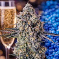 Image of Zhampagne - Compound Genetics - Gelato Seeds