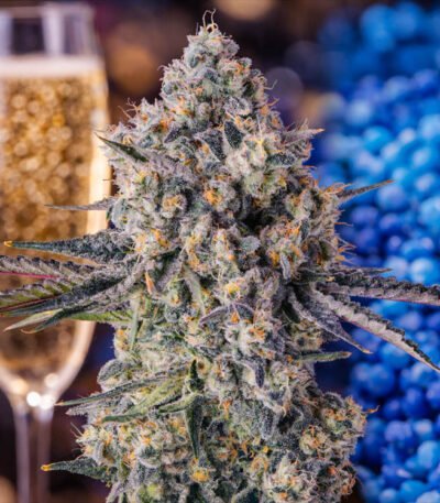 Image of Zhampagne - Compound Genetics - Gelato Seeds