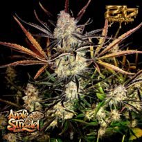 Image of Apple Strudel Auto 101 3 Seeds - Gelato Seeds