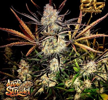 Image of Apple Strudel Auto 101 3 Seeds - Gelato Seeds
