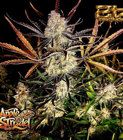 Image of Apple Strudel Auto 101 3 Seeds - Gelato Seeds