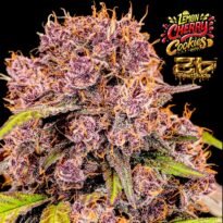 Image of AUTO-DRAFT - Gelato Seeds