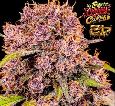 Image of AUTO-DRAFT - Gelato Seeds