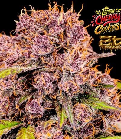 Image of AUTO-DRAFT - Gelato Seeds