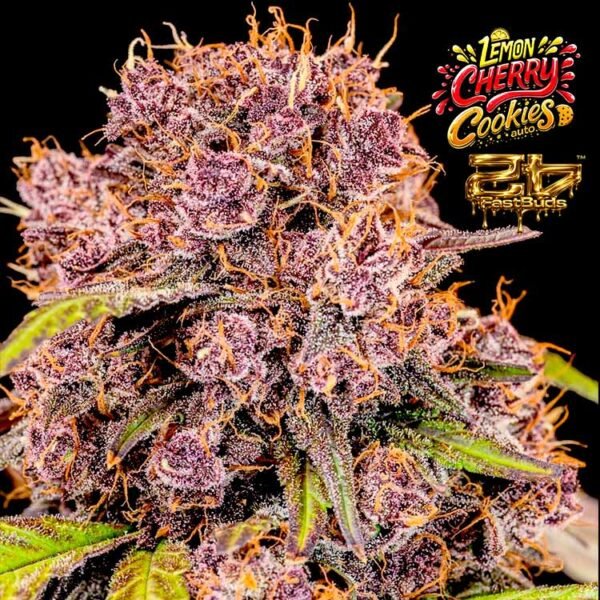 Image of AUTO-DRAFT - Gelato Seeds