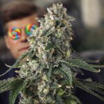 Image of Presidential Pardon - Compound Genetics - Gelato Seeds
