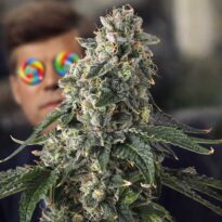 Image of Presidential Pardon - Compound Genetics - Gelato Seeds