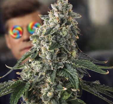 Image of Presidential Pardon - Compound Genetics - Gelato Seeds