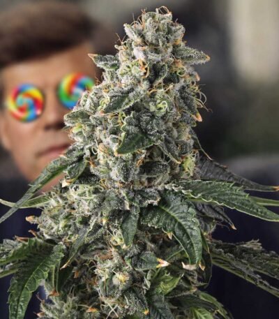 Image of Presidential Pardon - Compound Genetics - Gelato Seeds