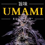 Image of Zodaza - Umami Seed Co - Gelato Seeds