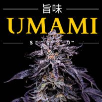 Image of Zodaza - Umami Seed Co - Gelato Seeds