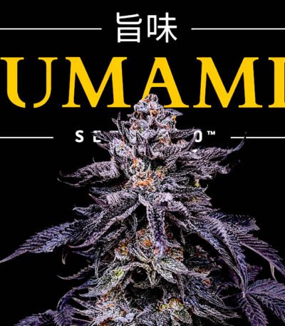 Image of Zodaza - Umami Seed Co - Gelato Seeds