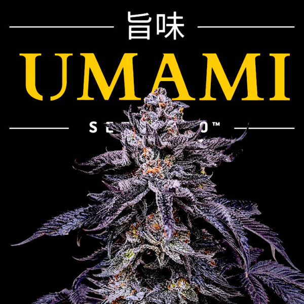 Image of Zodaza - Umami Seed Co - Gelato Seeds