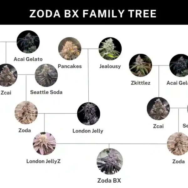 Image of Zoda - Umami Seeds - Gelato Seeds