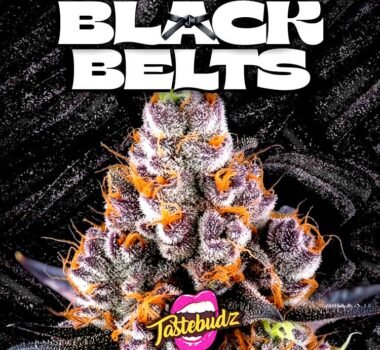 Image of Black Belts Auto 88 5 seeds - Gelato Seeds
