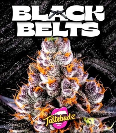 Image of Black Belts Auto 88 5 seeds - Gelato Seeds