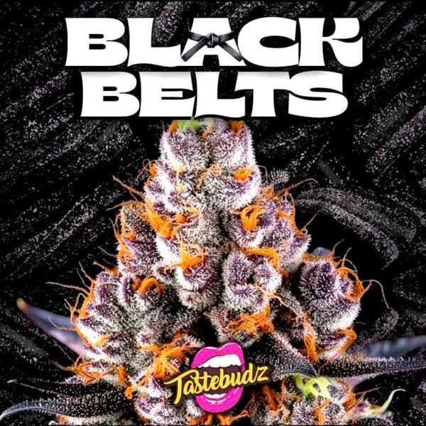 Image of Black Belts Auto 88 5 seeds - Gelato Seeds