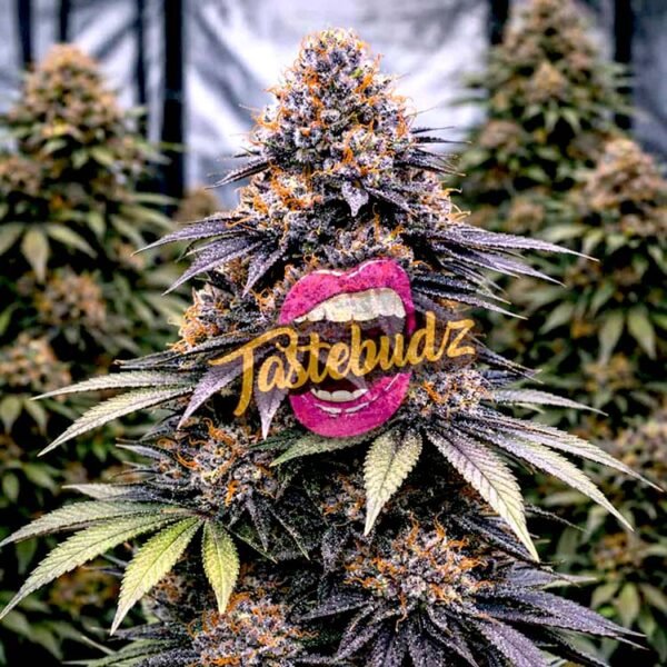 Image of Black Belts Auto 88 5 seeds - Gelato Seeds