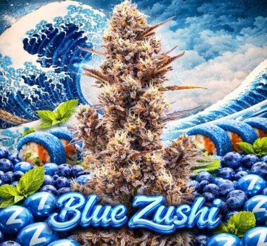 Image of Blue Zushi - Gelato Seeds