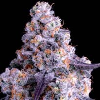 Image of Epic Buzz Auto - Anesia Seeds - Gelato Seeds
