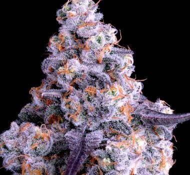 Image of Epic Buzz Auto - Anesia Seeds - Gelato Seeds