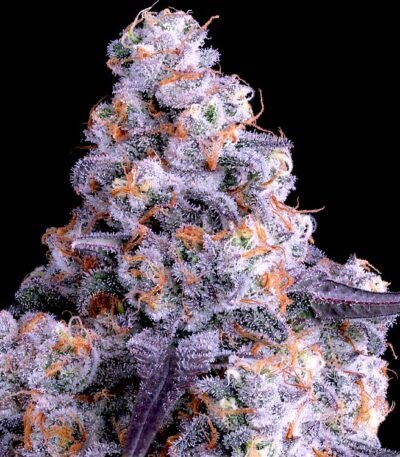 Image of Epic Buzz Auto - Anesia Seeds - Gelato Seeds