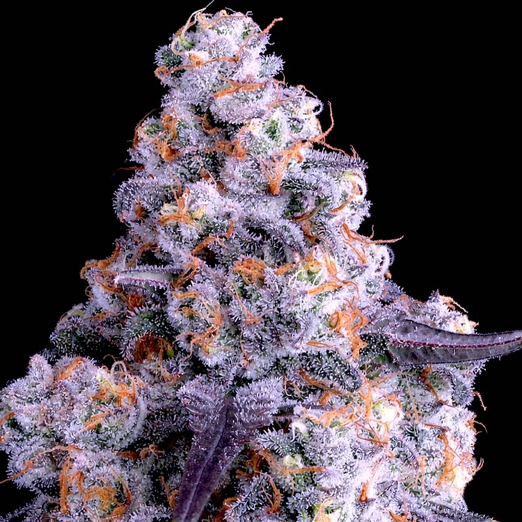 epicbuzzauto Image of Epic Buzz Auto - Anesia Seeds - Gelato Seeds