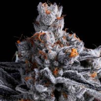 Image of High Mars - Gelato Seeds