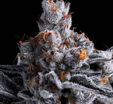 Image of High Mars - Gelato Seeds