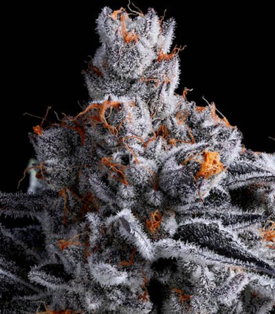 Image of High Mars - Gelato Seeds