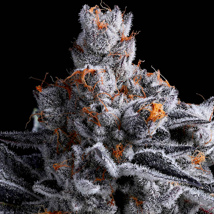 High Mars Anesia Seeds Image of High Mars - Gelato Seeds
