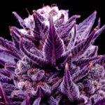 Image of Imperium X by Anesia Seeds 88 5 seeds - Gelato Seeds