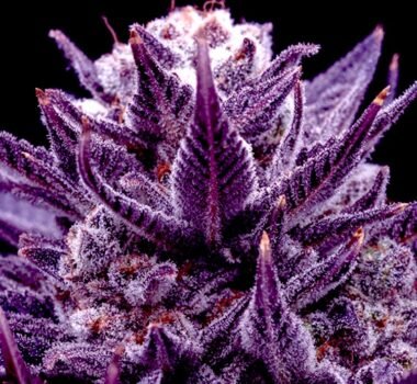 Image of Imperium X by Anesia Seeds 88 5 seeds - Gelato Seeds