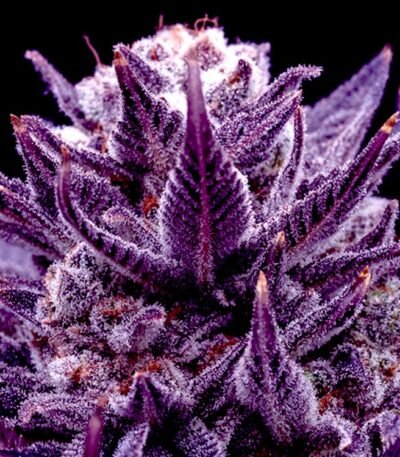 Image of Imperium X by Anesia Seeds 88 5 seeds - Gelato Seeds