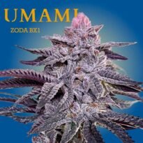 Image of Zoda - Umami Seeds - Gelato Seeds
