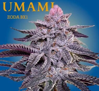 Image of Zoda - Umami Seeds - Gelato Seeds