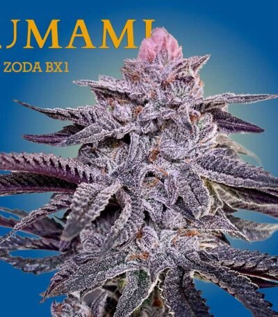 Image of Zoda - Umami Seeds - Gelato Seeds
