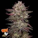 Image of Chicken n' Wafflez 88 5 seeds - Gelato Seeds