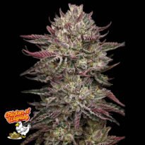 Image of Chicken n' Wafflez 88 5 seeds - Gelato Seeds