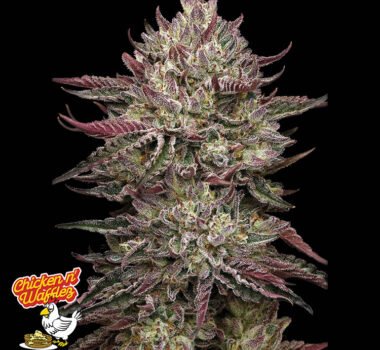 Image of Chicken n' Wafflez 88 5 seeds - Gelato Seeds