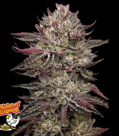 Image of Chicken n' Wafflez 88 5 seeds - Gelato Seeds