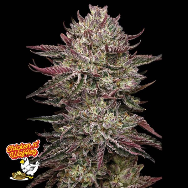 Image of Chicken n' Wafflez 88 5 seeds - Gelato Seeds