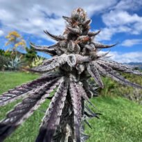 Image of Purple Ink-Umami Seed Co 88 5 seeds - Gelato Seeds
