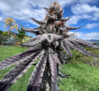 Image of Purple Ink-Umami Seed Co 88 5 seeds - Gelato Seeds