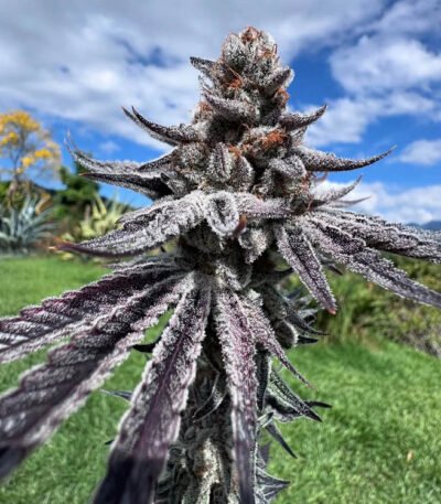 Image of Purple Ink-Umami Seed Co 88 5 seeds - Gelato Seeds