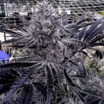 Image of Butter Balm - Solfire Gardens - Gelato Seeds