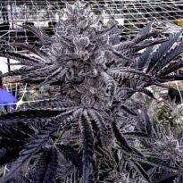 Image of Butter Balm - Solfire Gardens - Gelato Seeds