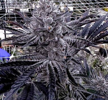 Image of Butter Balm - Solfire Gardens - Gelato Seeds