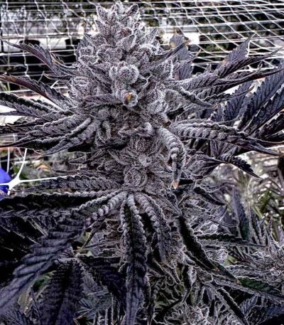 Image of Butter Balm - Solfire Gardens - Gelato Seeds