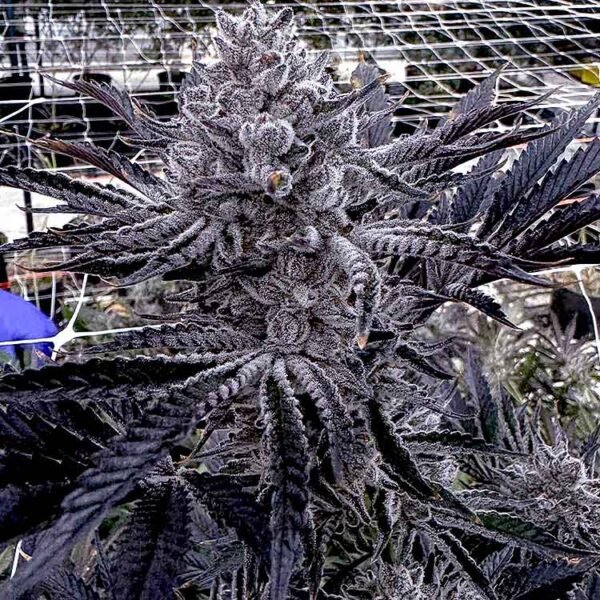 Image of Butter Balm - Solfire Gardens - Gelato Seeds